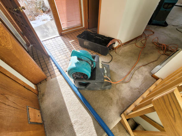Best Basement water damage restoration  in Eastpointe, MI