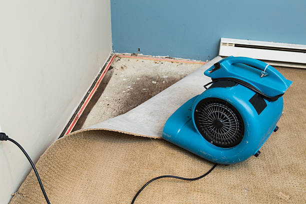 Best Water damage restoration mold remediation  in Eastpointe, MI